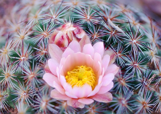 ball-cactus-flower